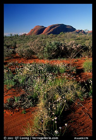 Olgas, late afternoon. Olgas, Uluru-Kata Tjuta National Park, Northern Territories, Australia (color)