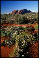 Olgas, late afternoon. Olgas, Uluru-Kata Tjuta National Park, Northern Territories, Australia (color)