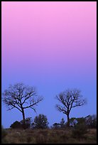 Trees at dawn. Northern Territories, Australia ( color)