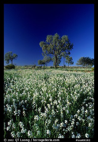 Wildflowers and trees. Northern Territories, Australia (color)