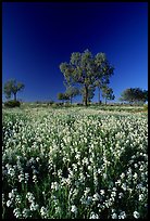 Wildflowers and trees. Northern Territories, Australia (color)