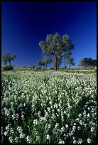 Wildflowers and trees. Northern Territories, Australia