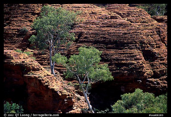 Trees and rock wall in Kings Canyon,  Watarrka National Park. Northern Territories, Australia