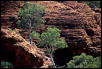 Trees and rock wall in Kings Canyon,  Watarrka National Park. Northern Territories, Australia (color)