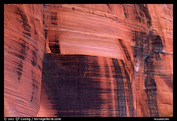 Desert vanish on a rock wall in  Kings Canyon,  Watarrka National Park. Northern Territories, Australia (color)