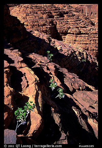 Rock strata in Kings Canyon,  Watarrka National Park. Northern Territories, Australia (color)