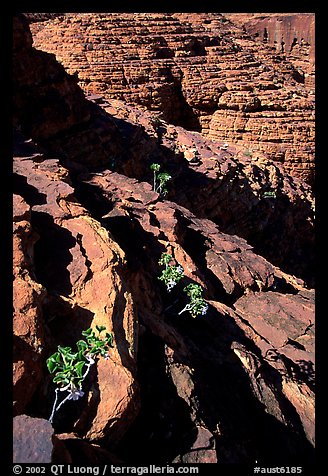 Rock strata in Kings Canyon,  Watarrka National Park. Northern Territories, Australia