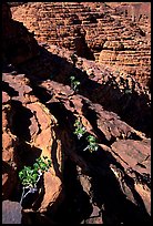 Rock strata in Kings Canyon,  Watarrka National Park. Northern Territories, Australia ( color)