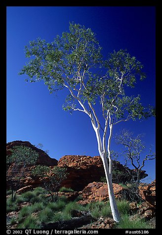 Gum tree in Kings Canyon, Watarrka National Park,. Northern Territories, Australia