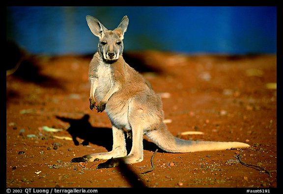 Young Kangaroo. Australia (color)