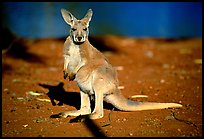 Young Kangaroo. Australia ( color)