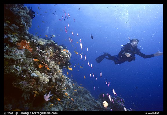 Scuba diver and school of fish. The Great Barrier Reef, Queensland, Australia