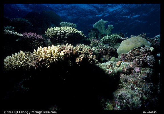 Underwater view of Coral. The Great Barrier Reef, Queensland, Australia