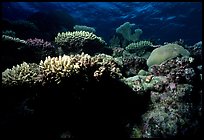 Underwater view of Coral. The Great Barrier Reef, Queensland, Australia