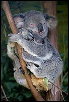 Koala and cub. Australia (color)