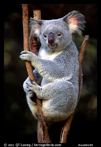 Koala. Australia (color)