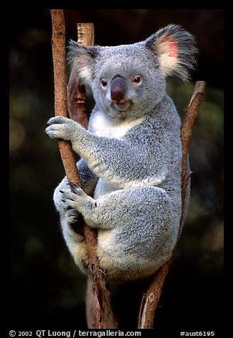 Koala. Australia