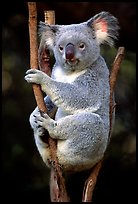 Koala. Australia