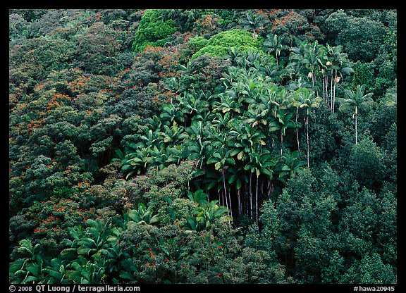 Palm trees and tropical flowers on hillside. Hawaii, USA (color)