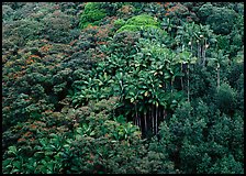 Palm trees and tropical flowers on hillside. Big Island, Hawaii, USA