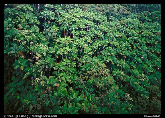 Alexander palm trees on hillside. Hawaii, USA (color)