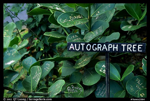 Leaves of the autograph tree. Big Island, Hawaii, USA (color)