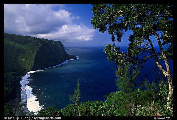 Tree and coastline above Waipio Valley. Big Island, Hawaii, USA