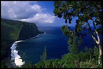 Tree and coastline above Waipio Valley. Big Island, Hawaii, USA (color)