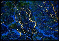 Acacia Koa. Big Island, Hawaii, USA ( color)