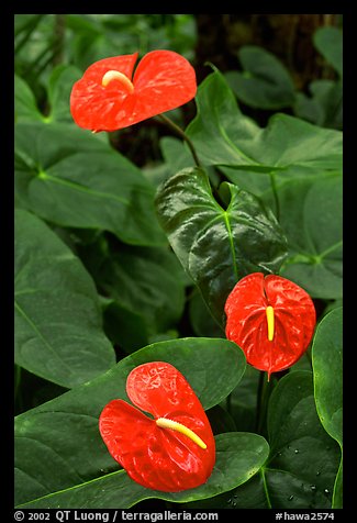 Red Anthurium Flowers. Big Island, Hawaii, USA (color)