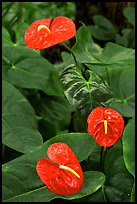 Red Anthurium Flowers. Big Island, Hawaii, USA