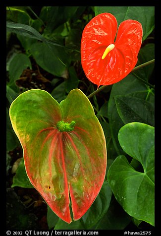 Anthurium Flowers. Big Island, Hawaii, USA (color)