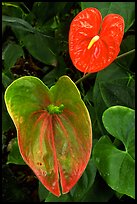 Anthurium Flowers. Big Island, Hawaii, USA ( color)