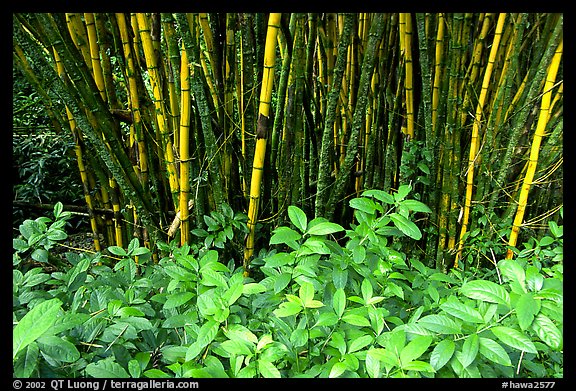 Bamboo grove. Akaka Falls State Park, Big Island, Hawaii, USA (color)