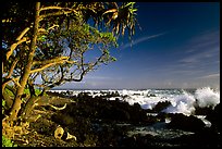 Trees and surf, Keanae Peninsula. Maui, Hawaii, USA