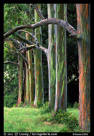 Rainbow Eucalyptus trees. Maui, Hawaii, USA (color)