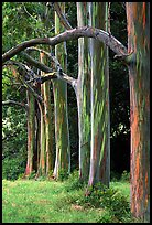 Rainbow Eucalyptus trees. Maui, Hawaii, USA (color)