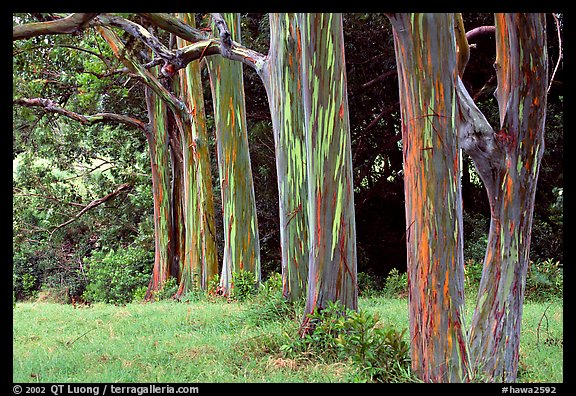 Eucalyptus deglupta. Maui, Hawaii, USA (color)