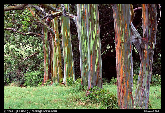 Eucalyptus deglupta. Maui, Hawaii, USA