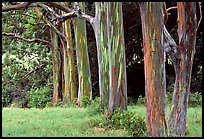 Pictures of Paia to Keanae