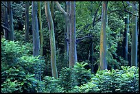 Mindanao Gum Trees (Rainbow Gum). Maui, Hawaii, USA ( color)