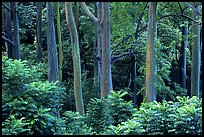 Mindanao Gum Trees (Rainbow Gum). Maui, Hawaii, USA (color)