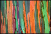 Multi-coloured streaks on trunk of a Rainbow Eucalyptus tree. Maui, Hawaii, USA ( color)