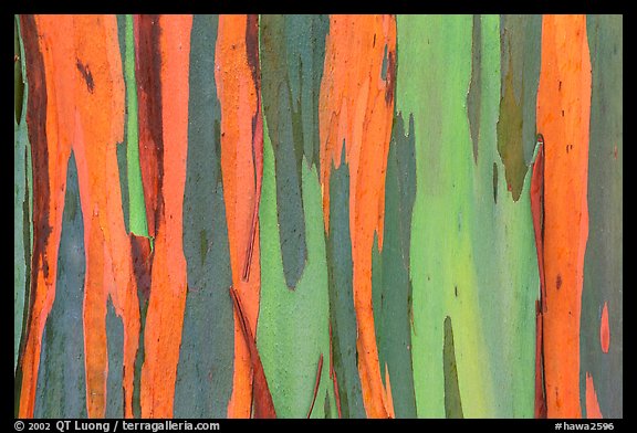 Bark of Rainbow Eucalyptus (Eucalyptus deglupta) tree. Maui, Hawaii, USA