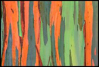 Bark of Rainbow Eucalyptus (Eucalyptus deglupta) tree. Maui, Hawaii, USA ( color)