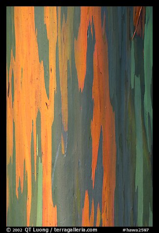 Multicolored bark of a Rainbow Gum tree. Maui, Hawaii, USA