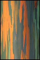Multicolored bark of a Rainbow Gum tree. Maui, Hawaii, USA (color)