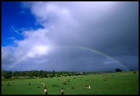 Rainbow over grassy cemetery. Maui, Hawaii, USA ( color)