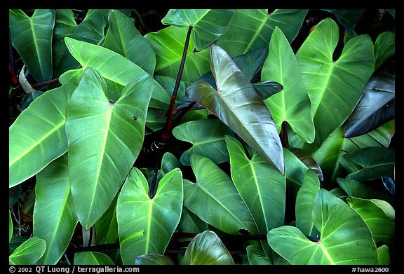 Close-up of green tropical leaves. Maui, Hawaii, USA (color)