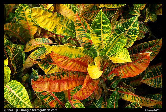 Tropical leaves. Maui, Hawaii, USA (color)